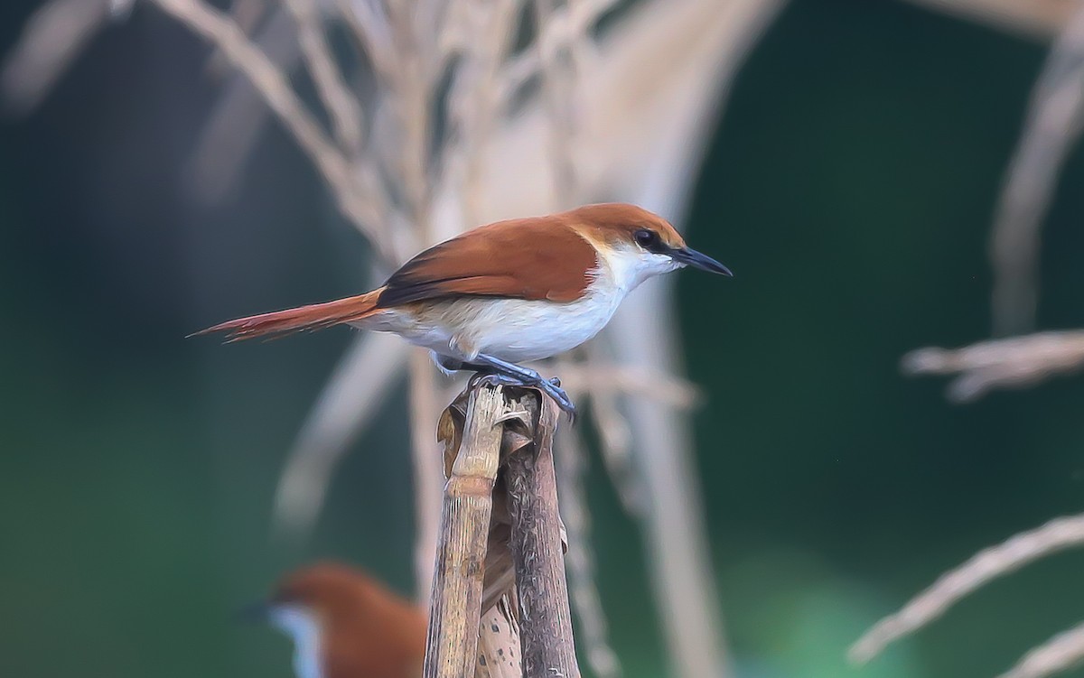 Red-and-white Spinetail - ML646109811