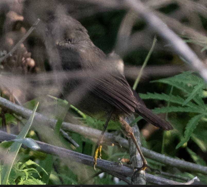 Aberrant Bush Warbler - ML646109813