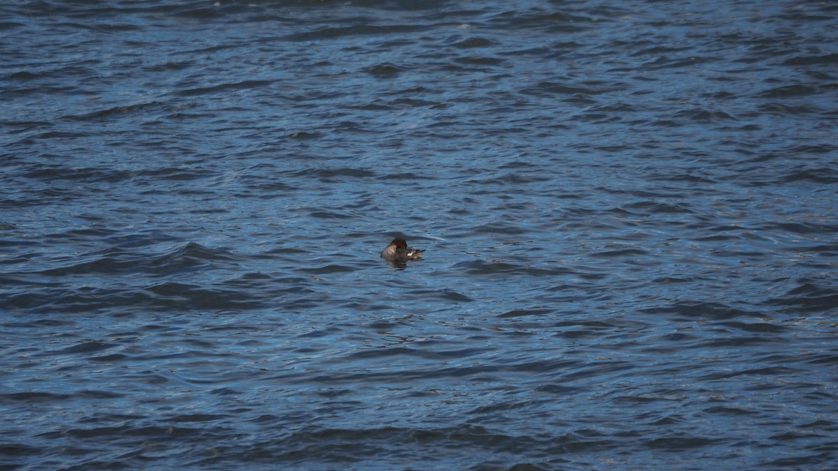 Red-breasted Merganser - ML646109814