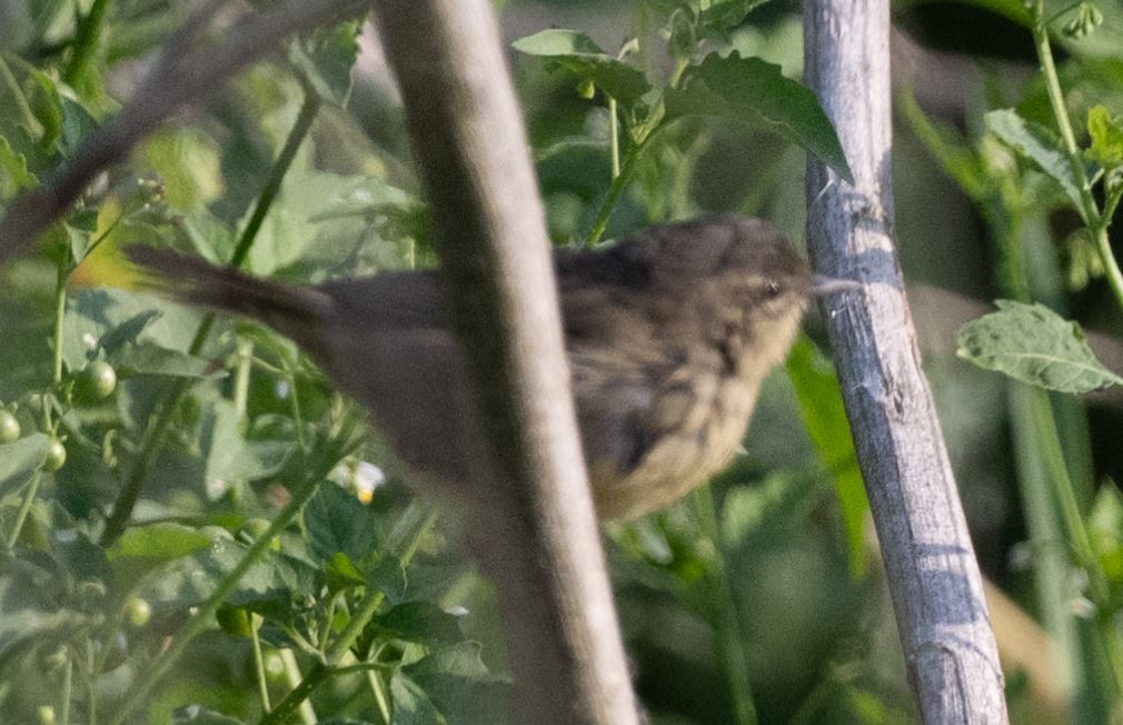 Aberrant Bush Warbler - ML646109817