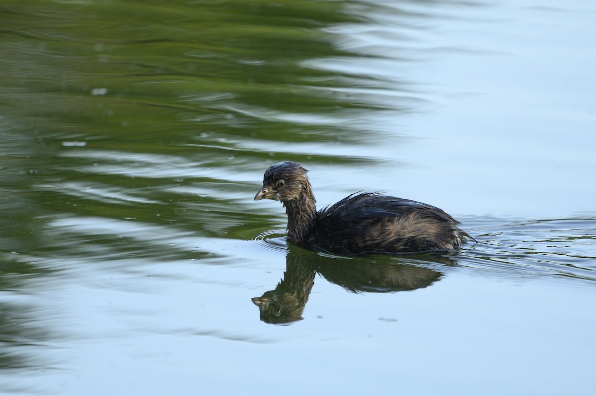Pied-billed Grebe - ML646109819