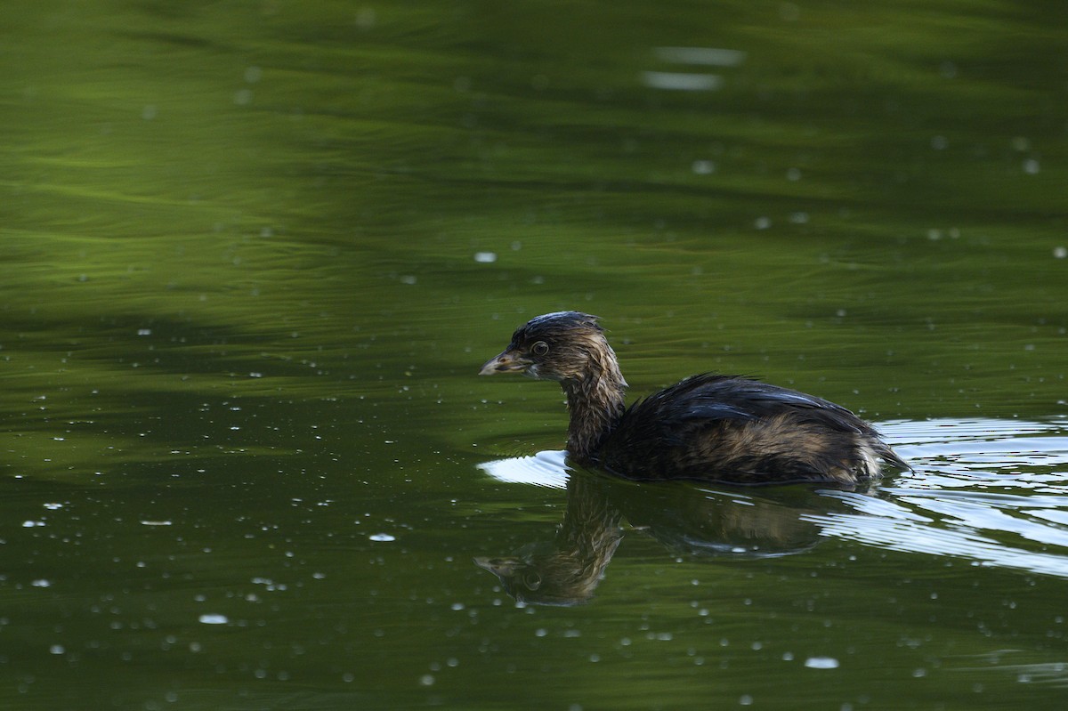 Pied-billed Grebe - ML646109820
