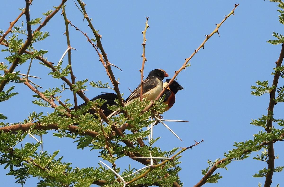 Straw-tailed Whydah - ML646109821