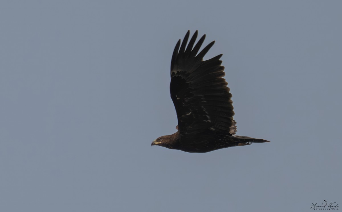 Greater Spotted Eagle - ML646109822