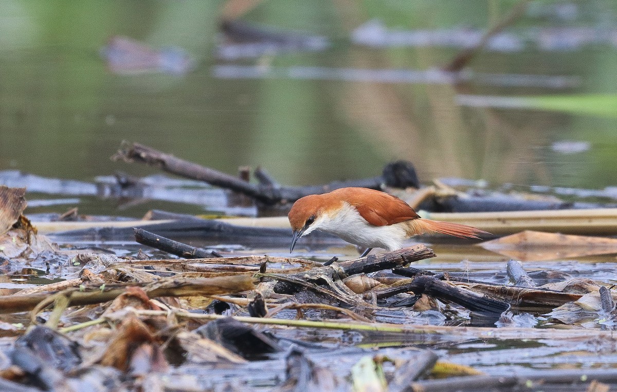 Red-and-white Spinetail - ML646109823