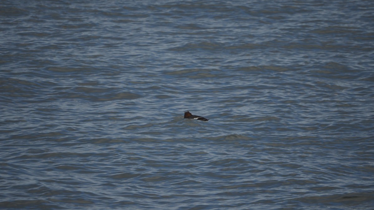Red-breasted Merganser - ML646109831