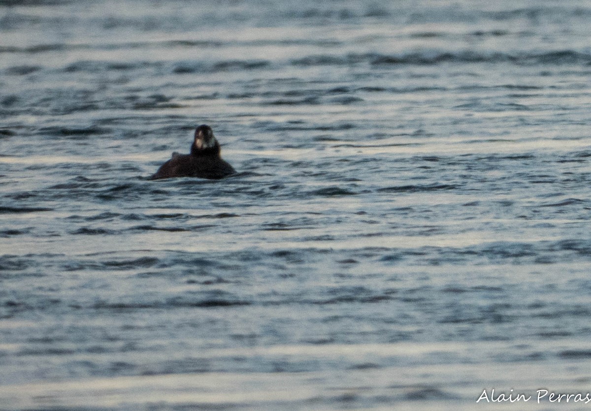 Harlequin Duck - ML646109832