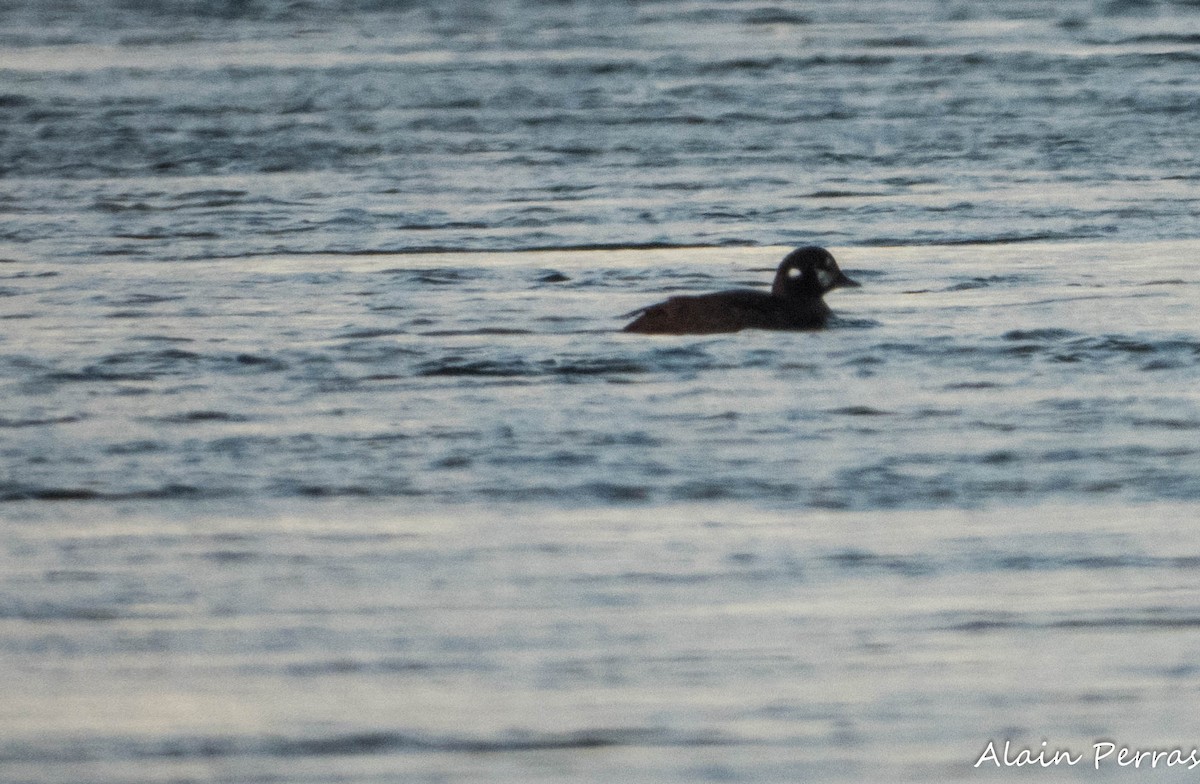 Harlequin Duck - ML646109833