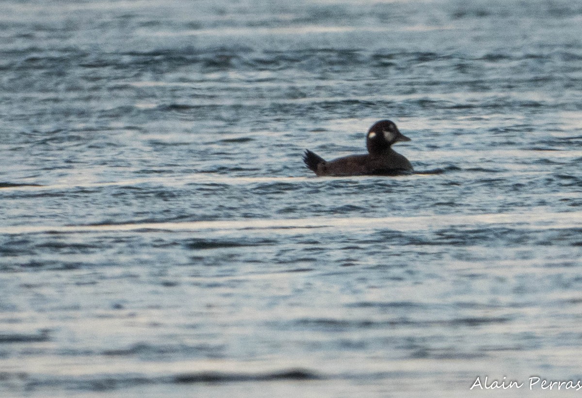 Harlequin Duck - ML646109834