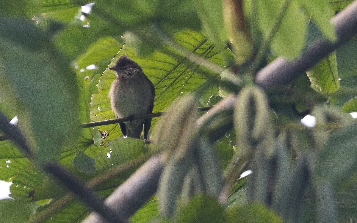 Brownish Elaenia - ML646109835