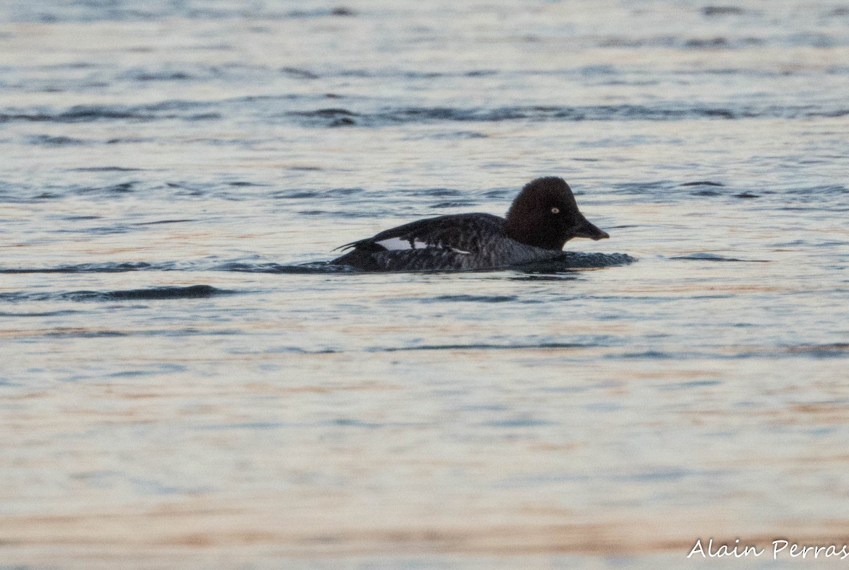 Common Goldeneye - ML646109837