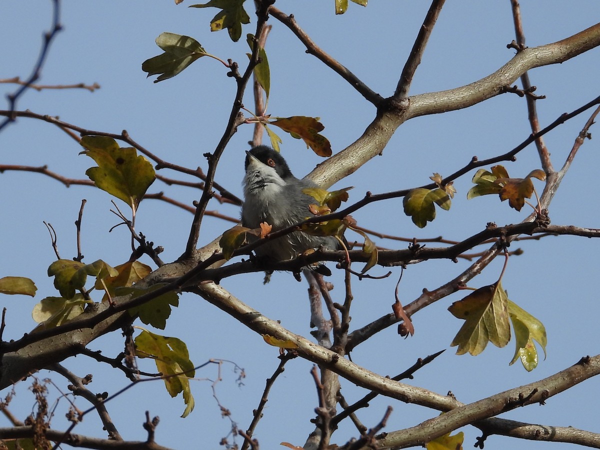 Fauvette mélanocéphale - ML646109840