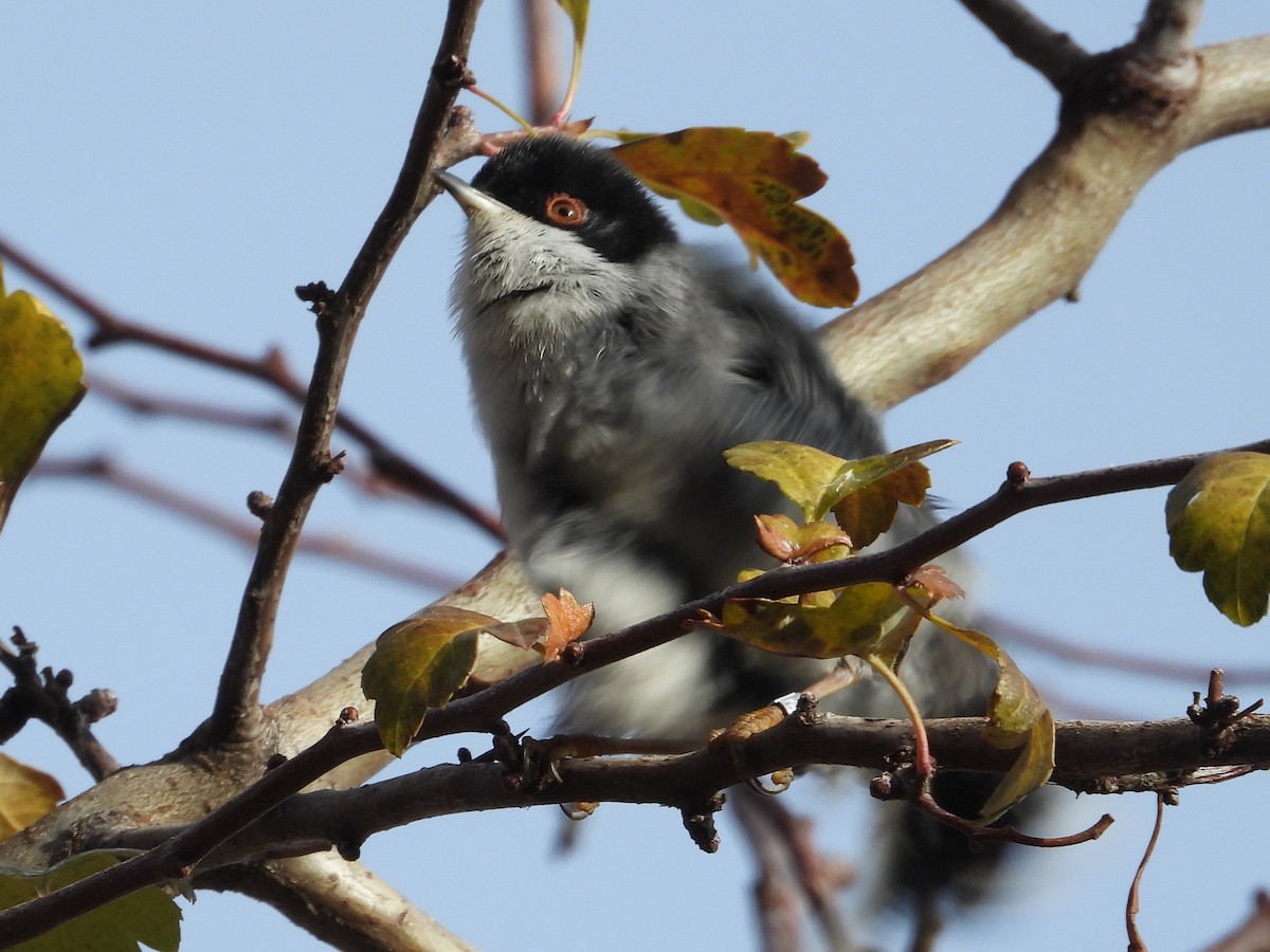 Fauvette mélanocéphale - ML646109841