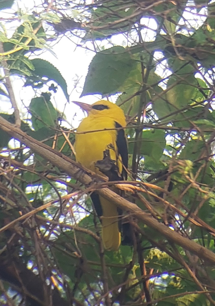 Indian Golden Oriole - ML646109855