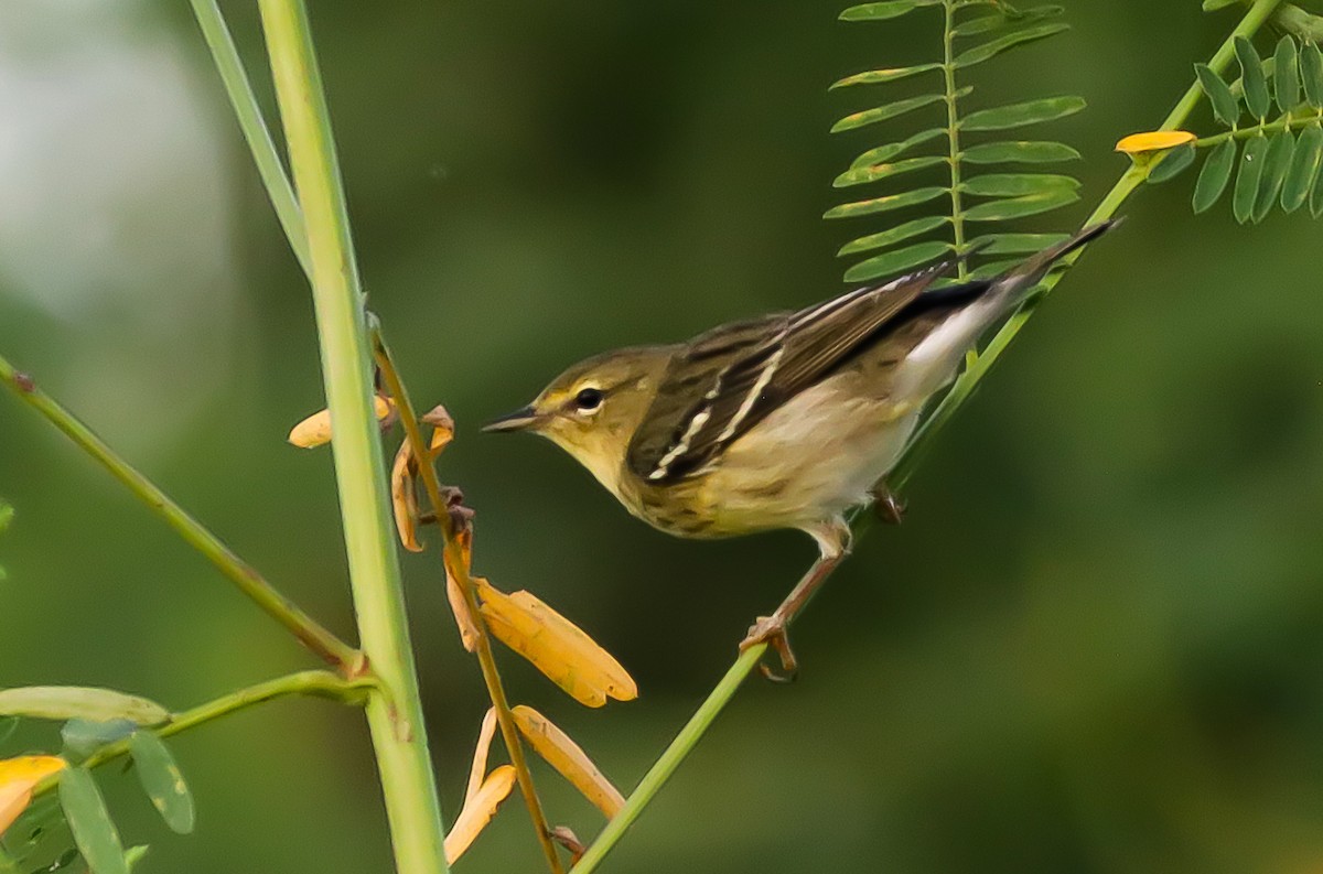 Blackpoll Warbler - ML646109856