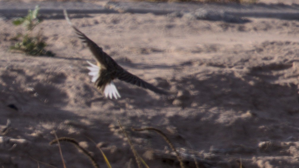 Chihuahuan Meadowlark - ML646109860