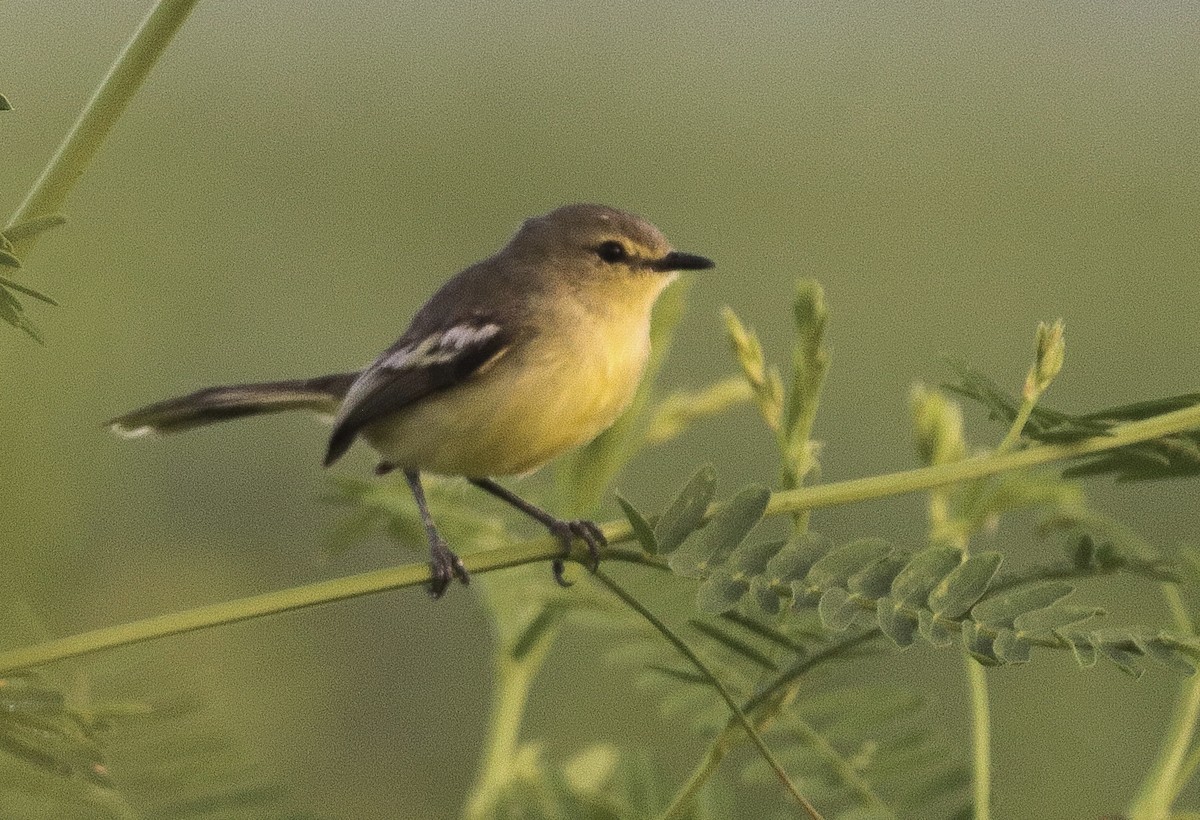 Lesser Wagtail-Tyrant - ML646109870