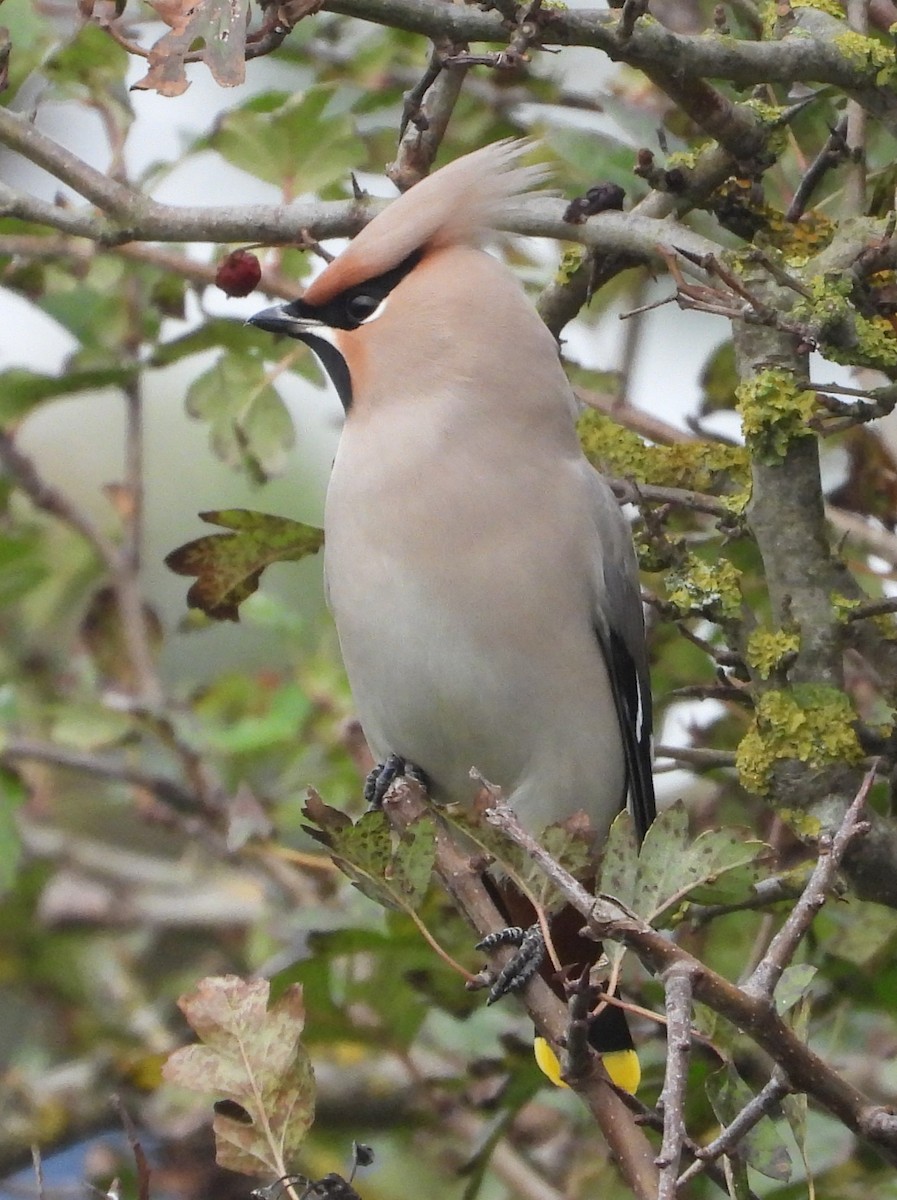 Ampelis Europeo - ML646109871