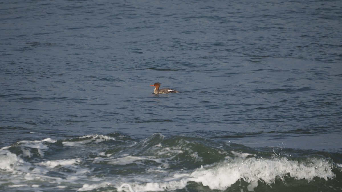 Red-breasted Merganser - ML646109872