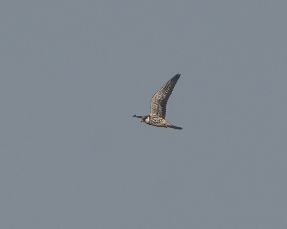 Amur Falcon - ML646109873