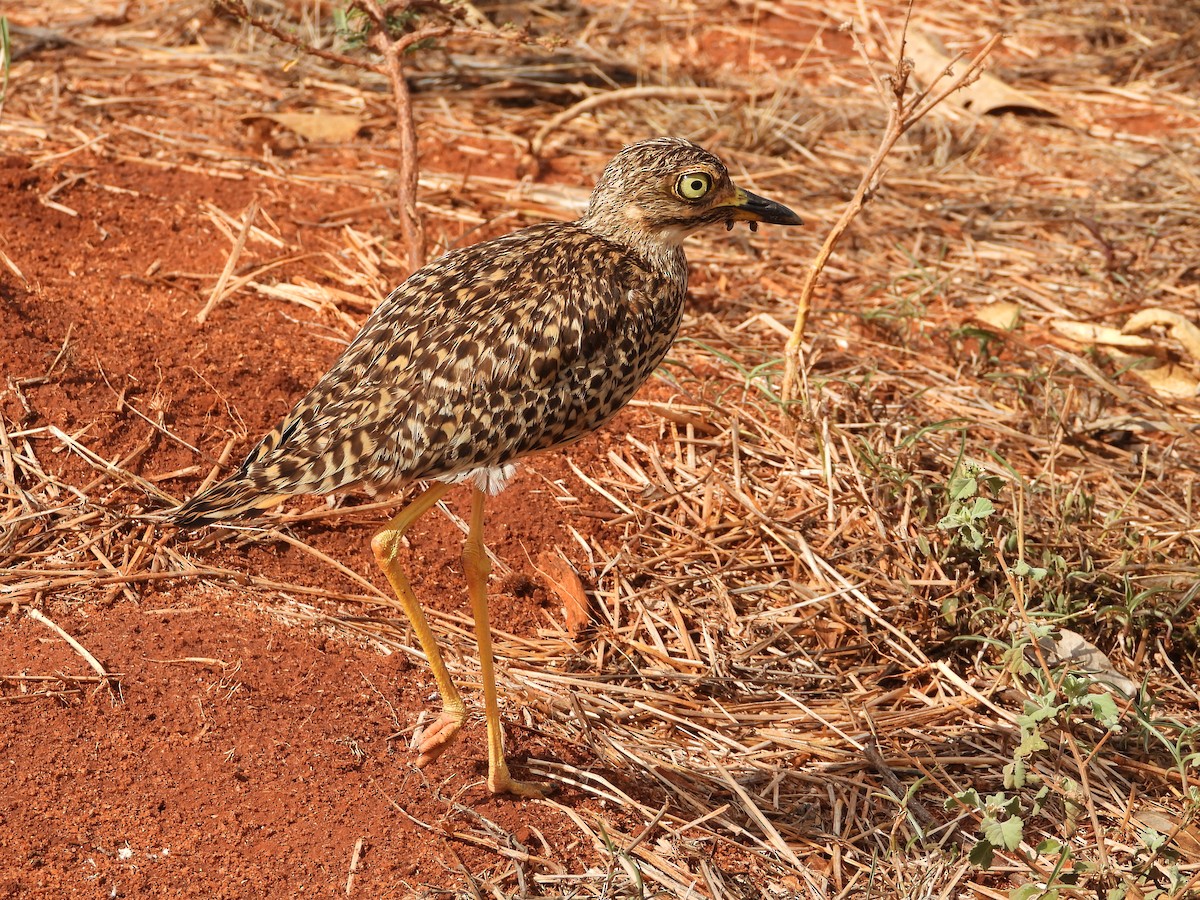Spotted Thick-knee - ML646109877