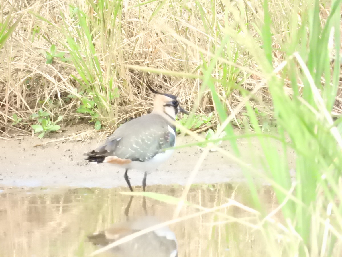 Northern Lapwing - ML646109881