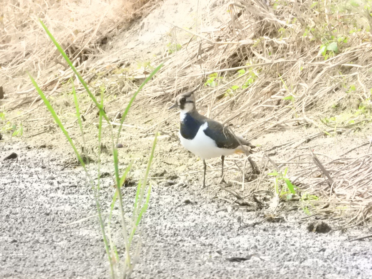 Northern Lapwing - ML646109882