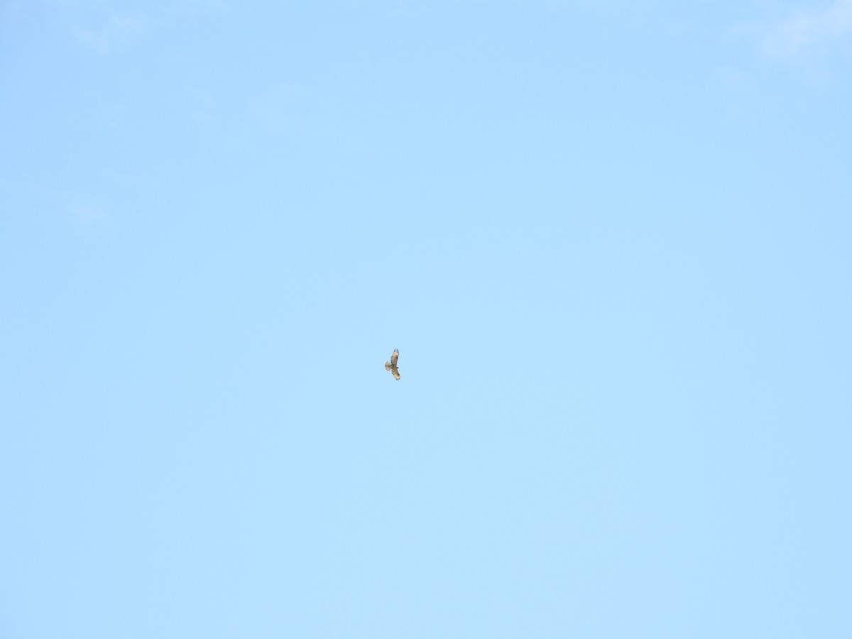 Eastern Buzzard - ML646109886
