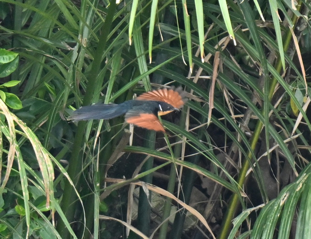 Chestnut-winged Cuckoo - ML646109895