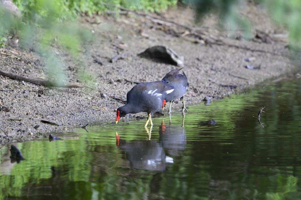 Common Gallinule - ML646109897