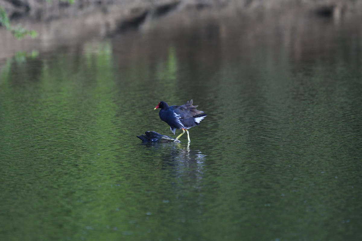 Common Gallinule - ML646109898
