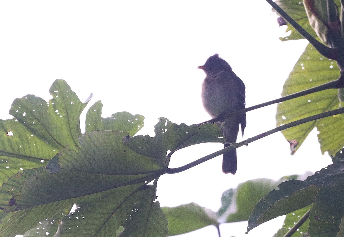 Brownish Elaenia - ML646109899