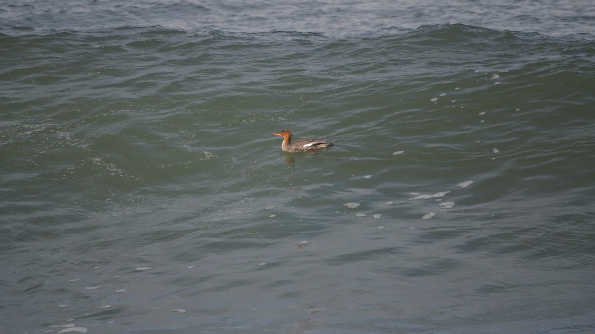 Red-breasted Merganser - ML646109900