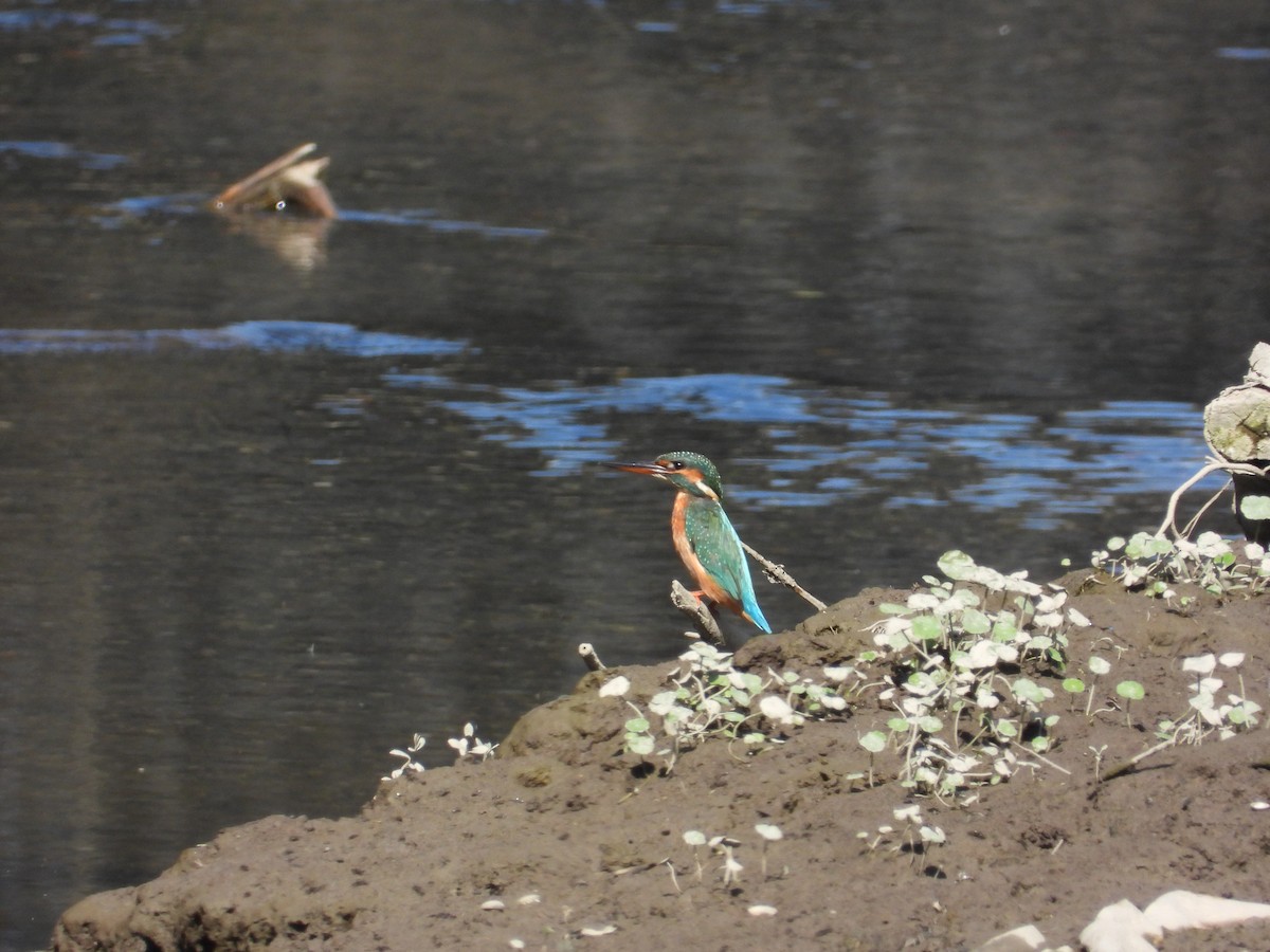 Common Kingfisher - ML646109902