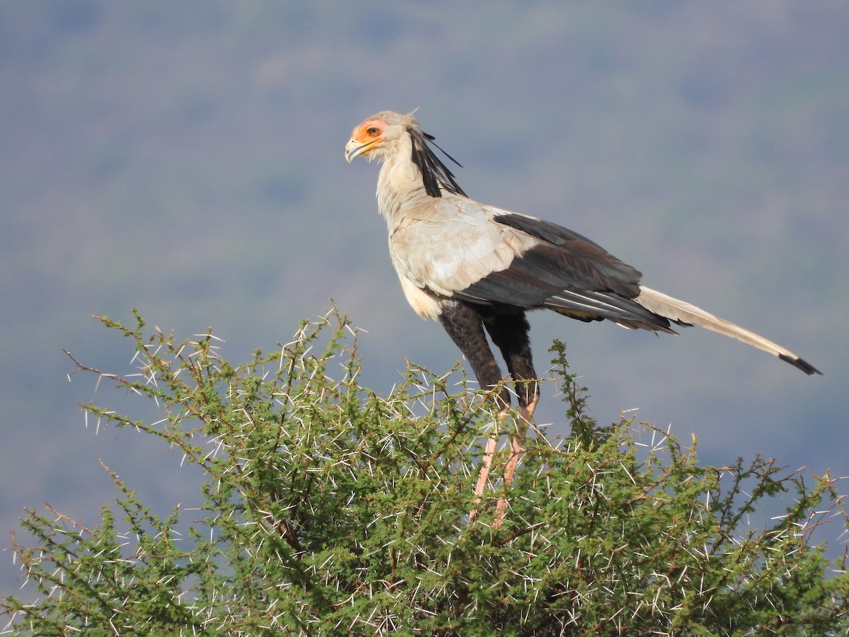 Secretarybird - ML646109908