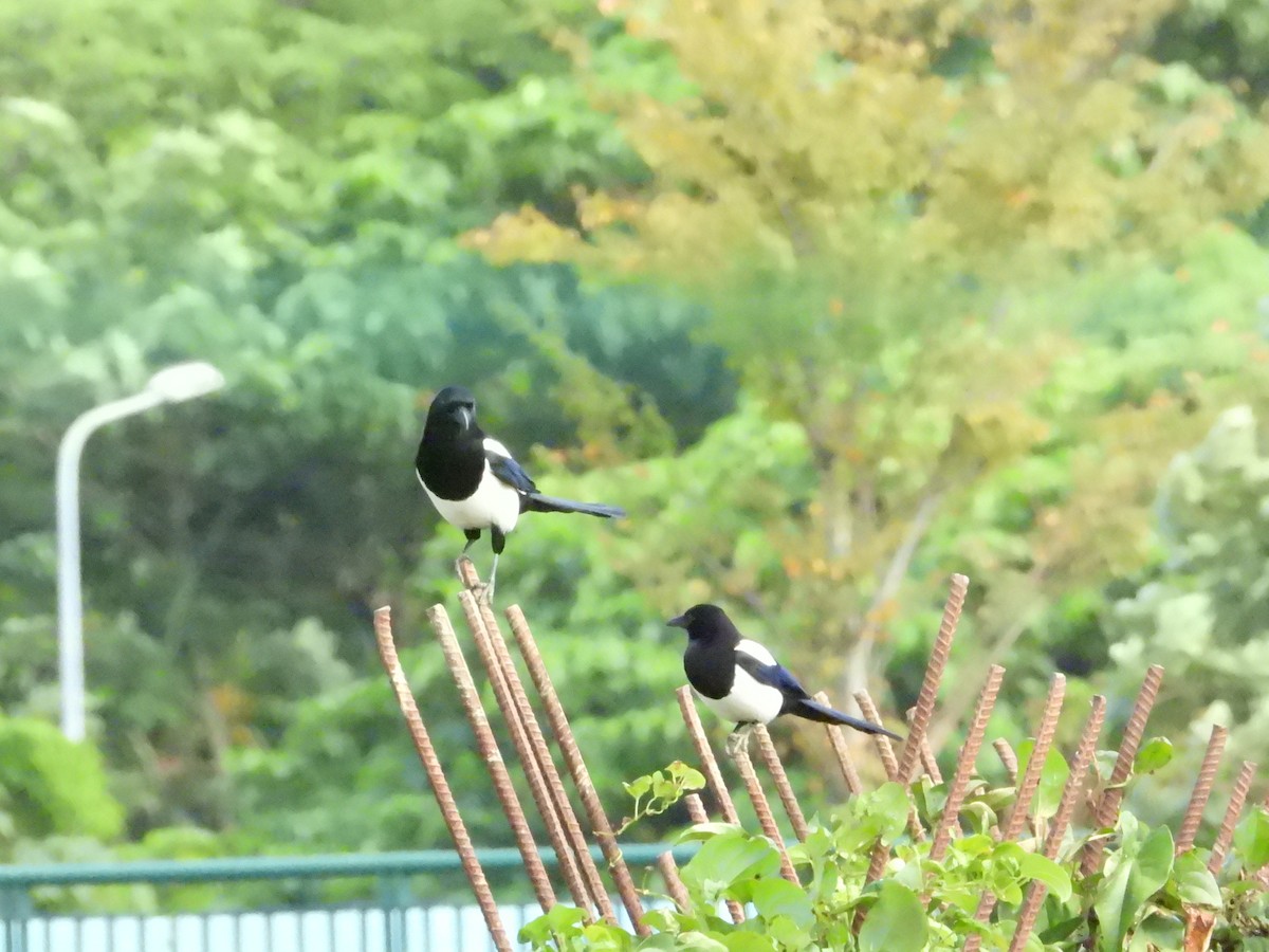 Дорнын шаазгай - ML646109912