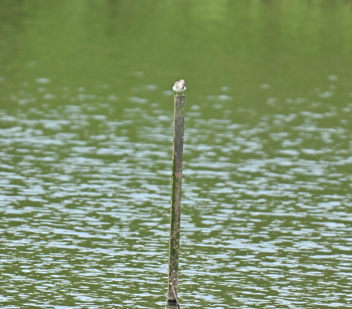 Common Sandpiper - ML646109913