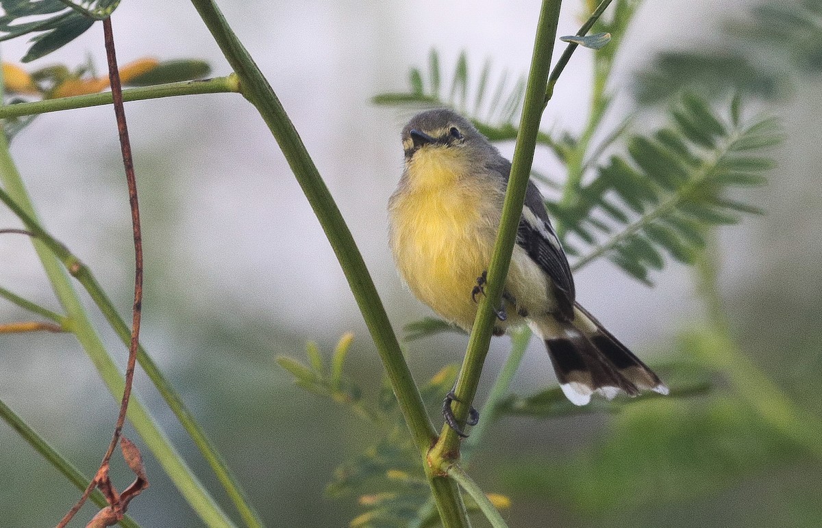 Lesser Wagtail-Tyrant - ML646109917