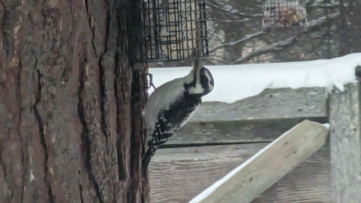 Hairy Woodpecker - ML646109922