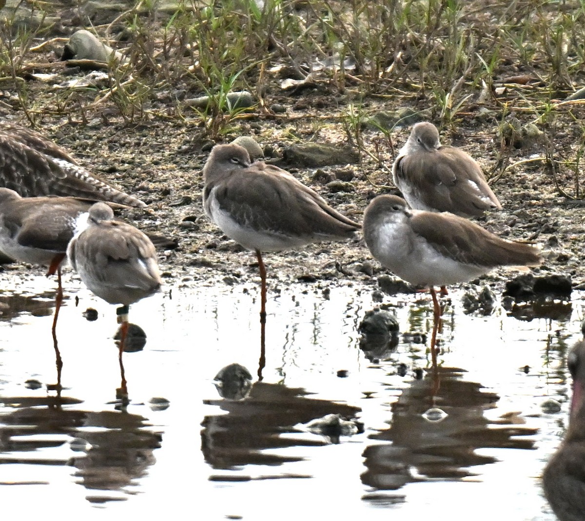 Common Redshank - ML646109923