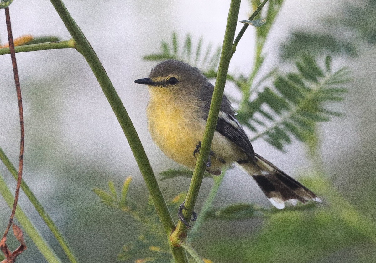 Lesser Wagtail-Tyrant - ML646109928
