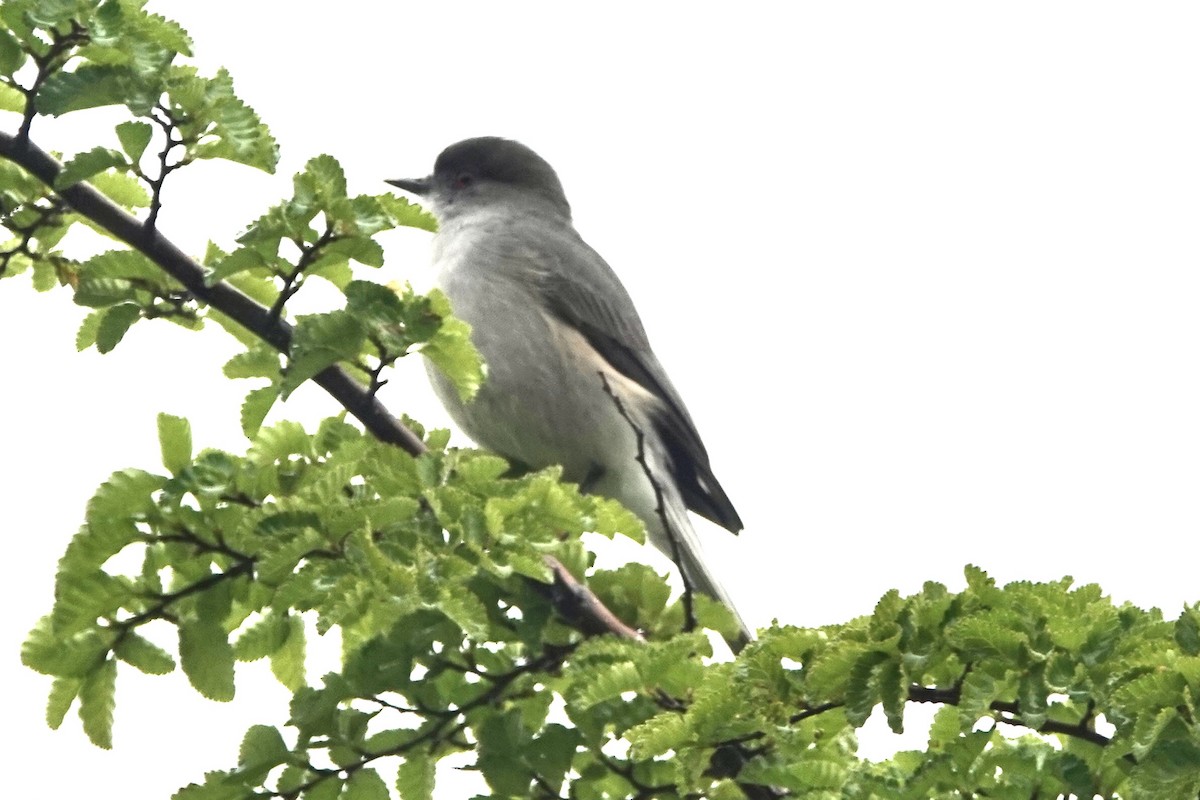 Fire-eyed Diucon - ML646109931