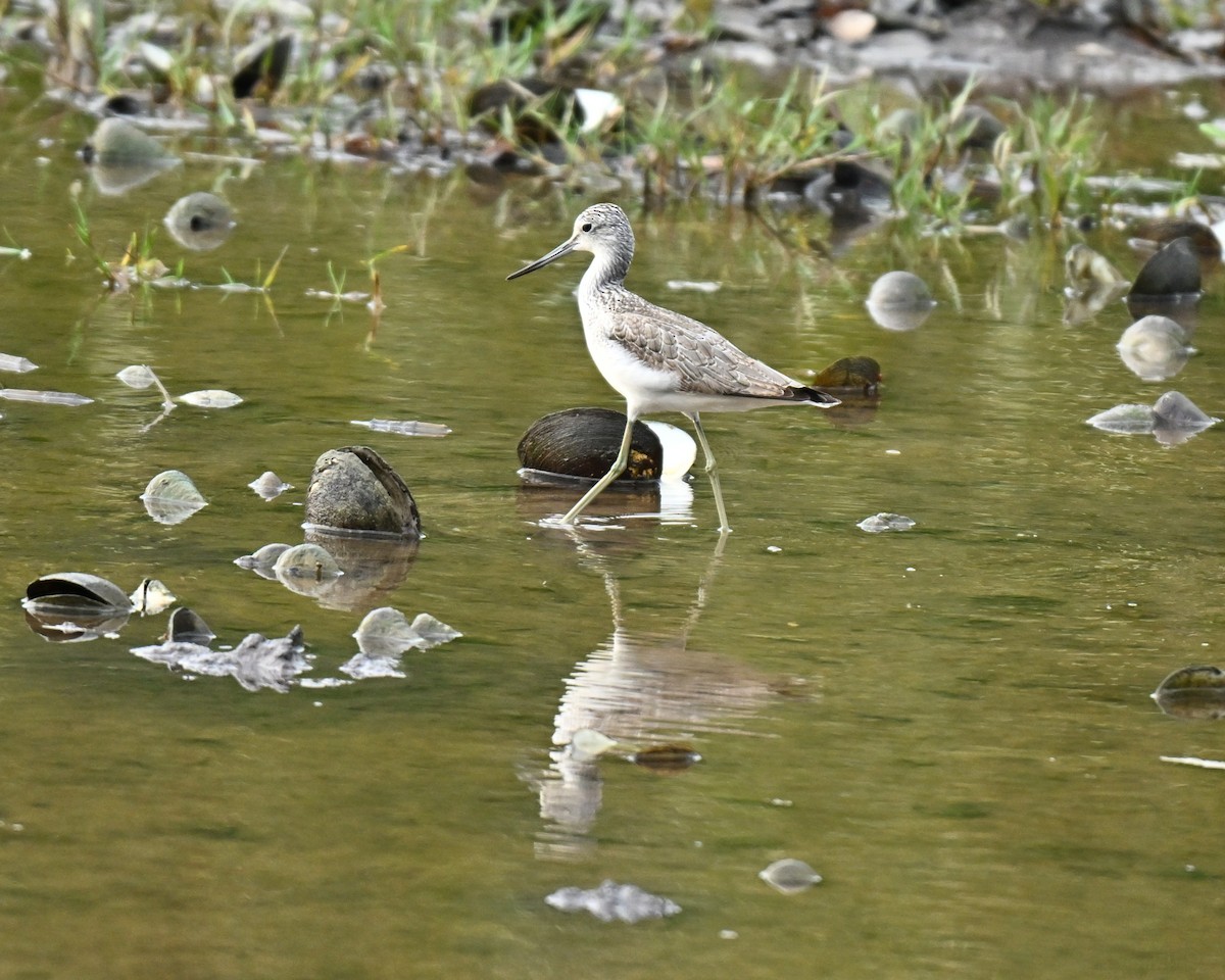 Common Greenshank - ML646109938