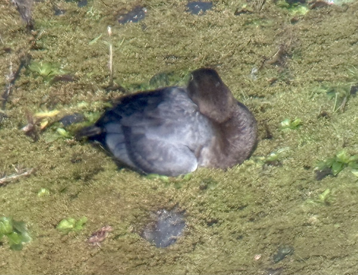 Common Pochard - ML646109942