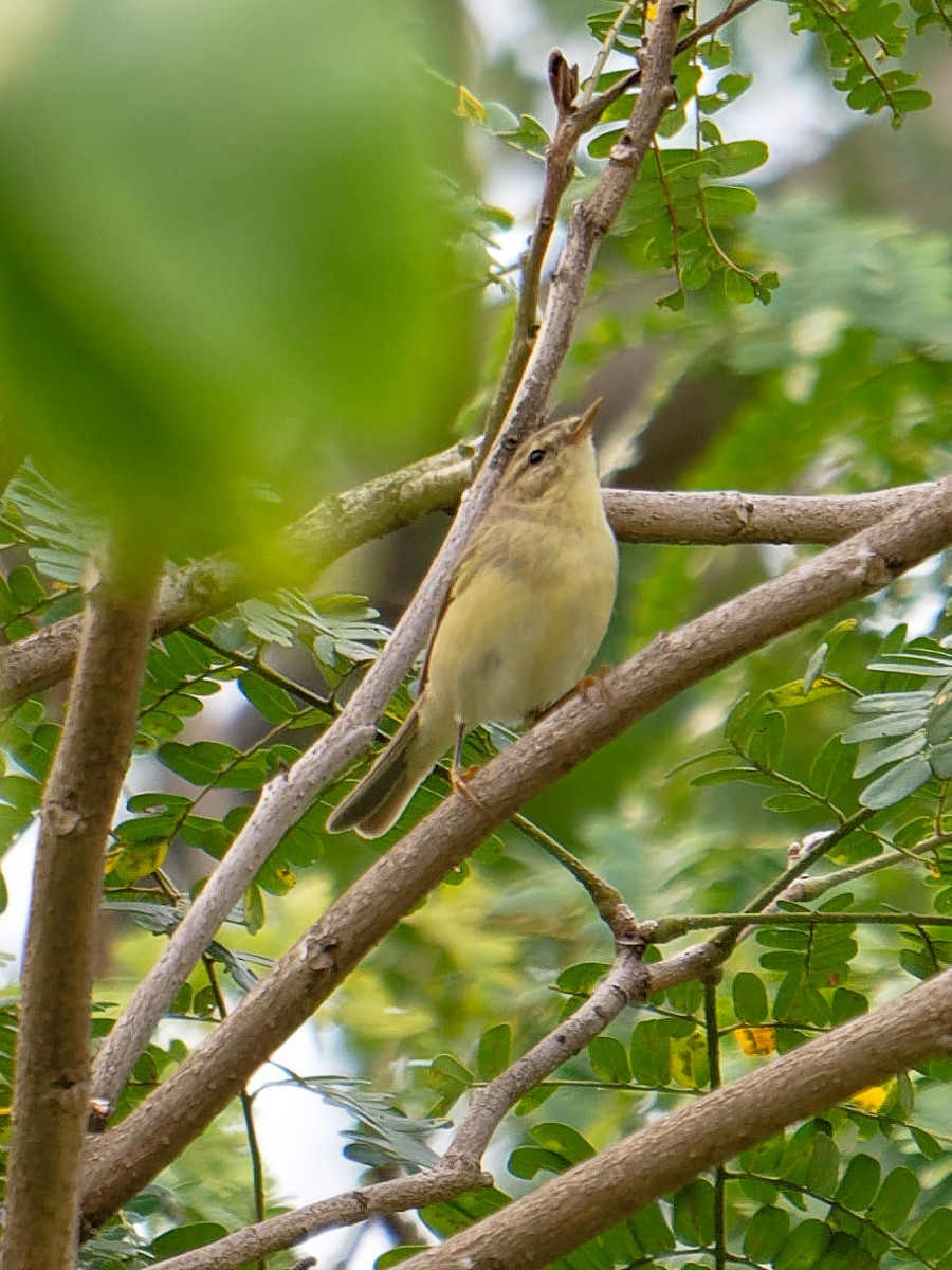 Willow Warbler - ML646109945