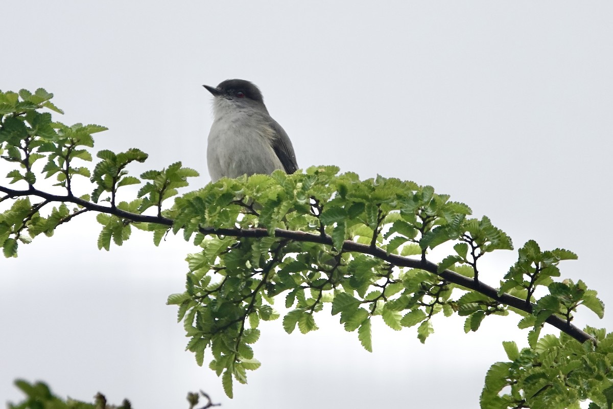 Fire-eyed Diucon - ML646109947