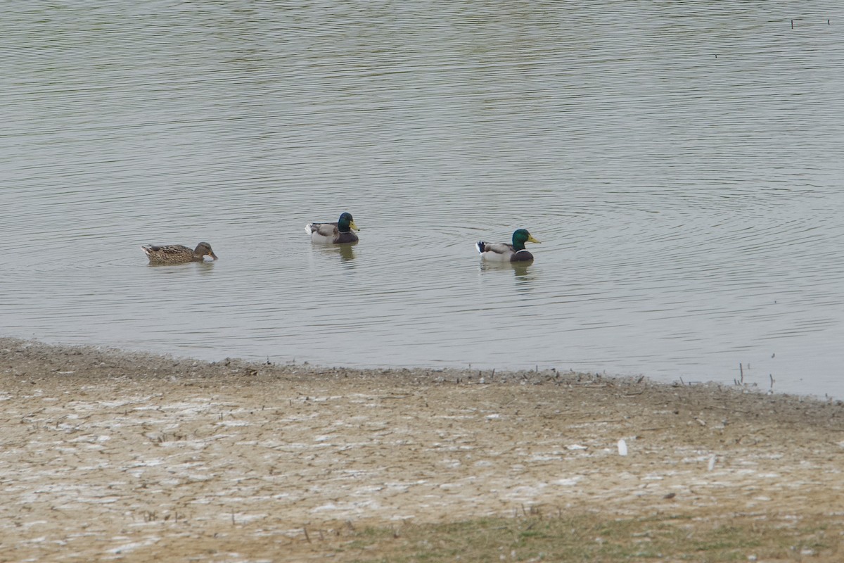 Mallard - ML646109948