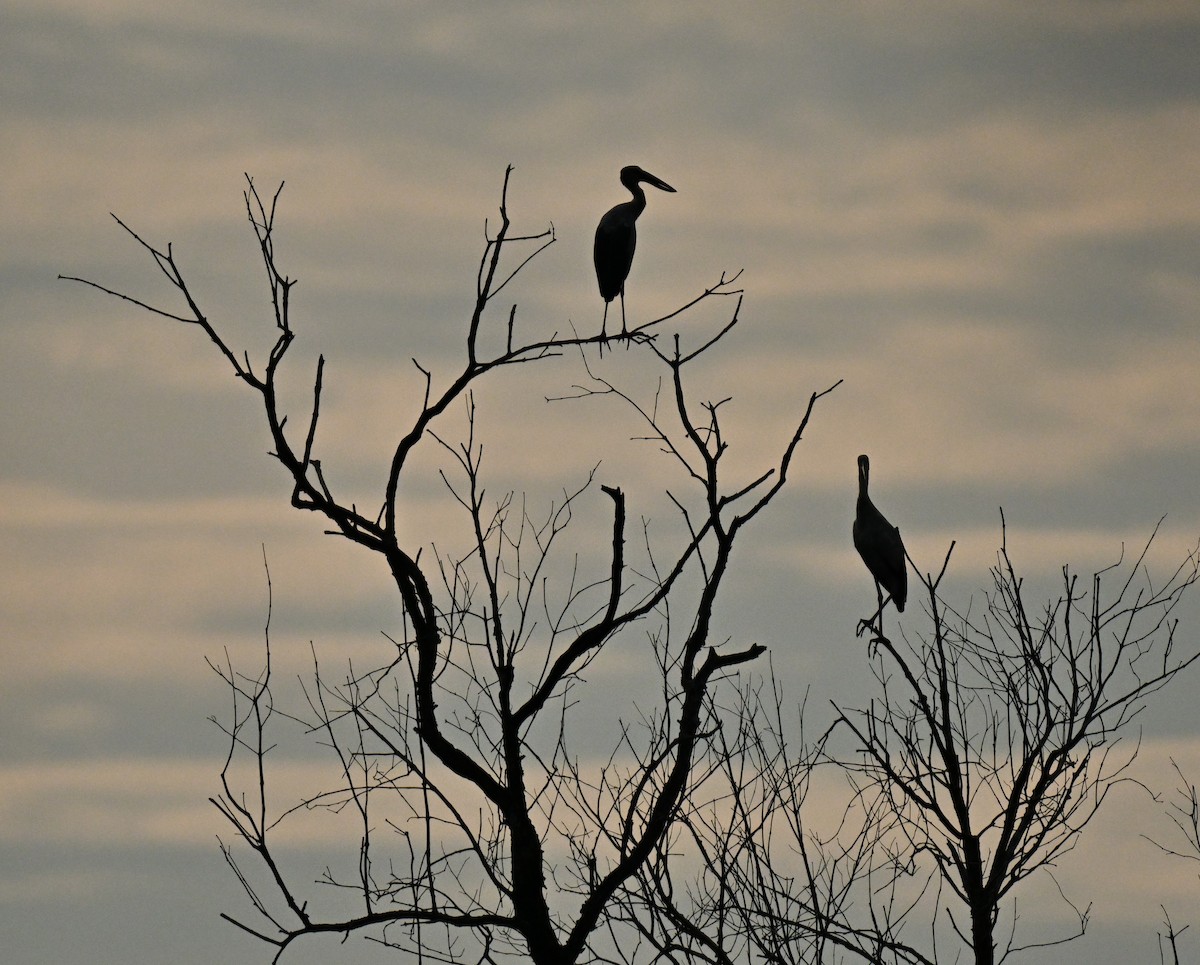 Asian Openbill - ML646109950