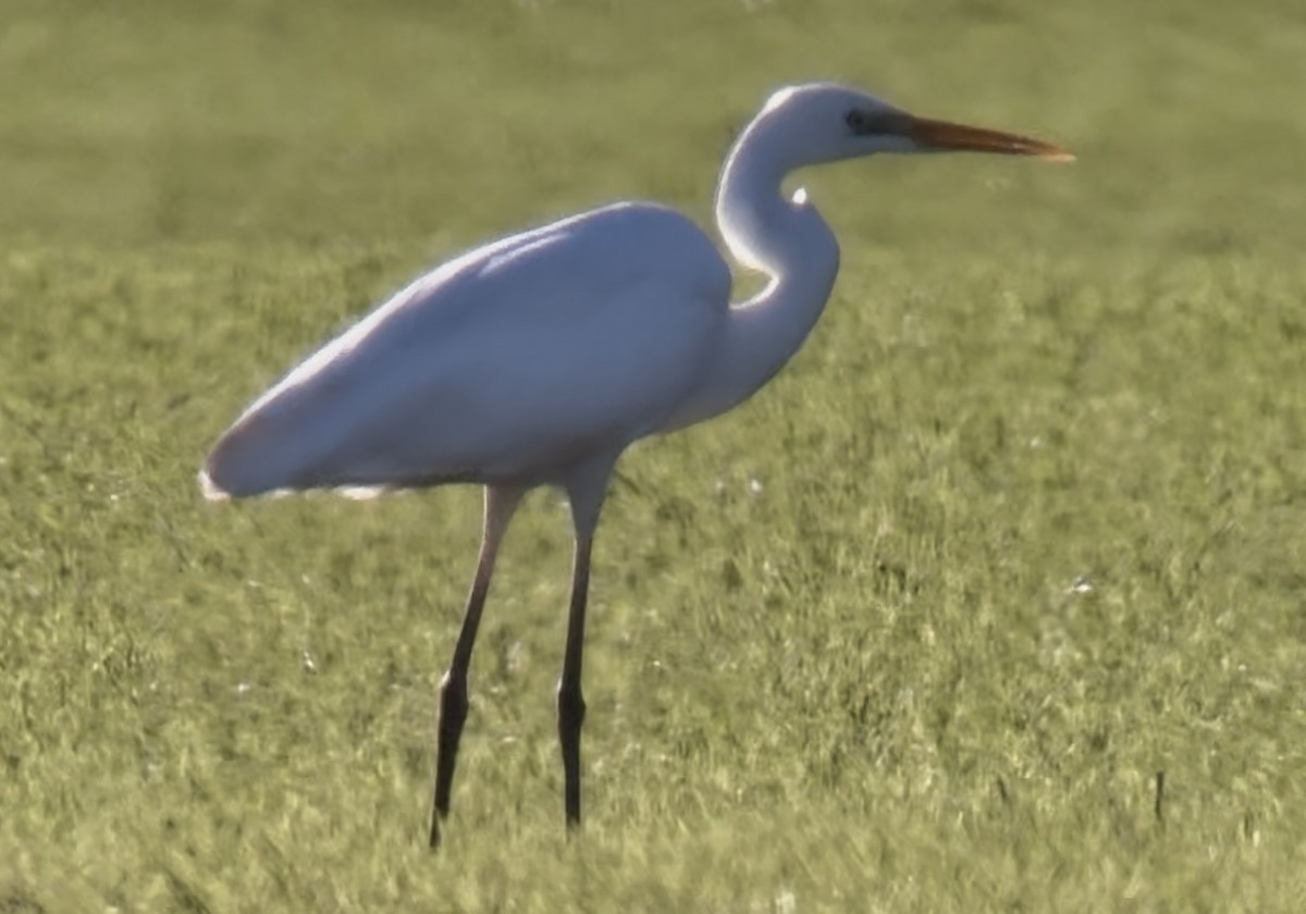 Great Egret - ML646109951