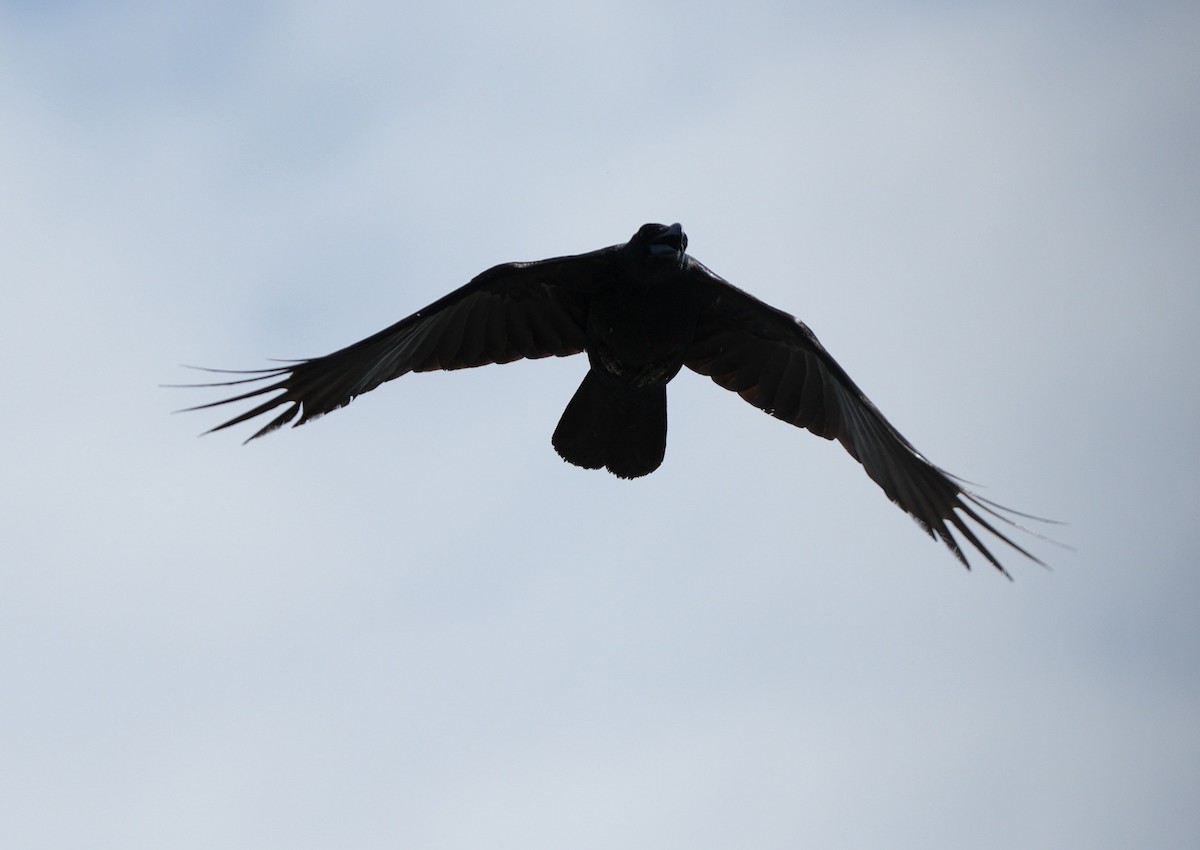 Large-billed Crow - ML646109952
